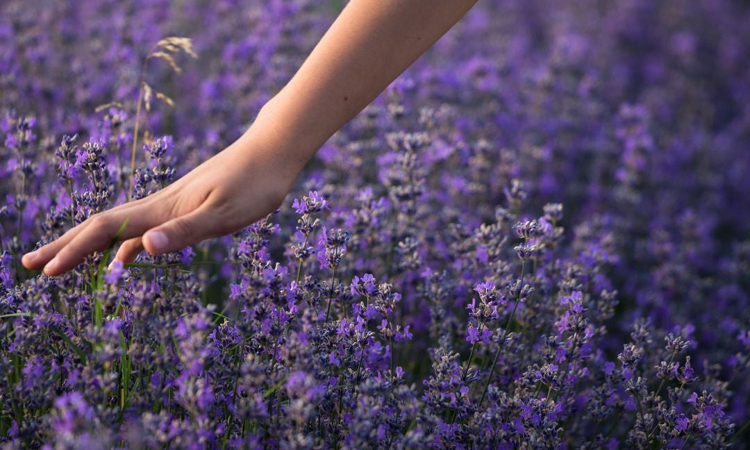 Lavender to the Rescue: 10 Common Pain Points and How It Can Help